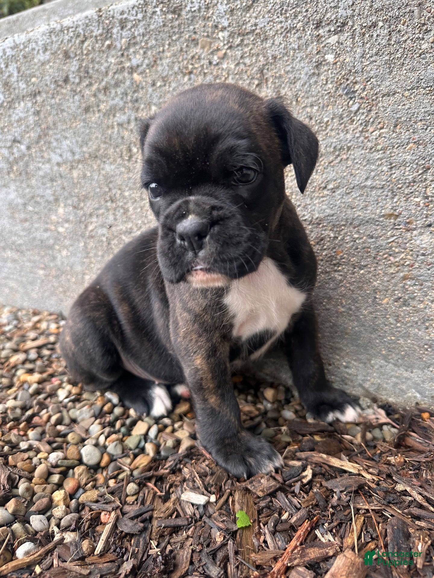 Boxer dogs Ember - Ad 2