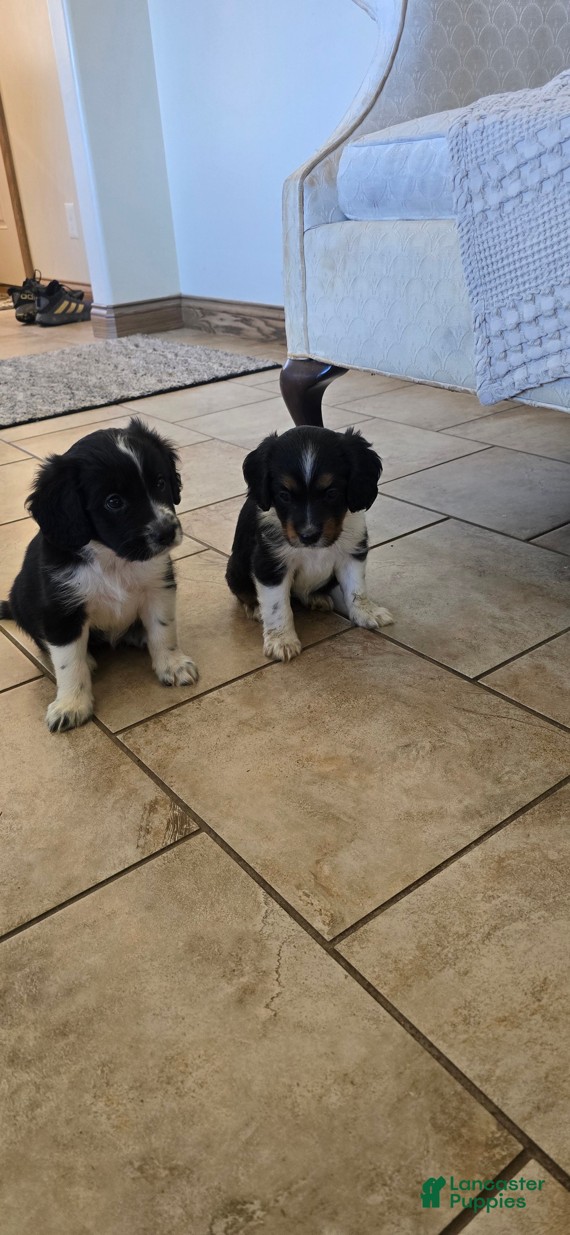 Mixed Breed dogs Holly - Ad 2