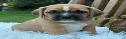 Puggle dogs for sale: Pixie - Ad 8