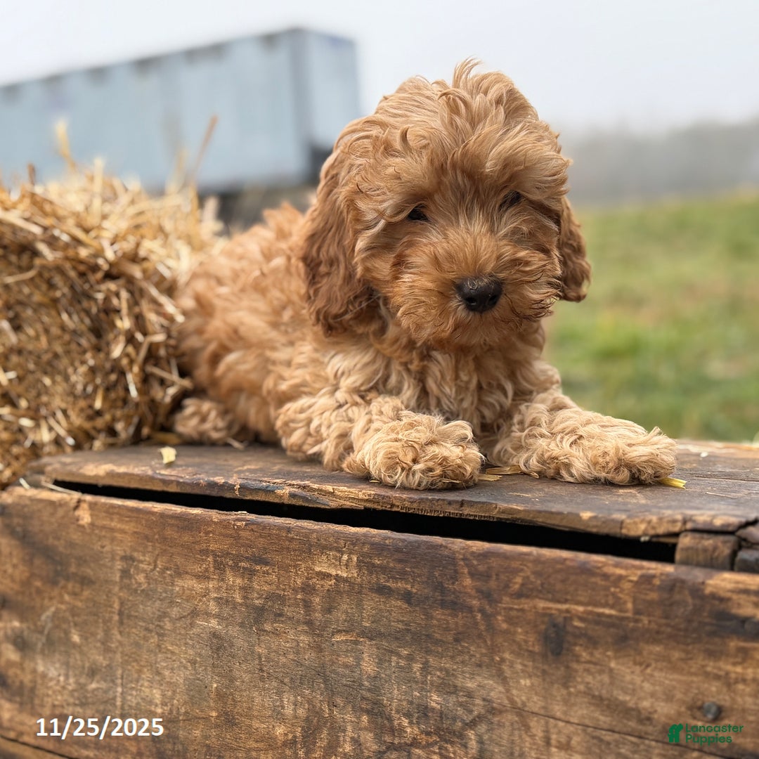 Irish Doodle dogs for sale: Frank  - Ad 9