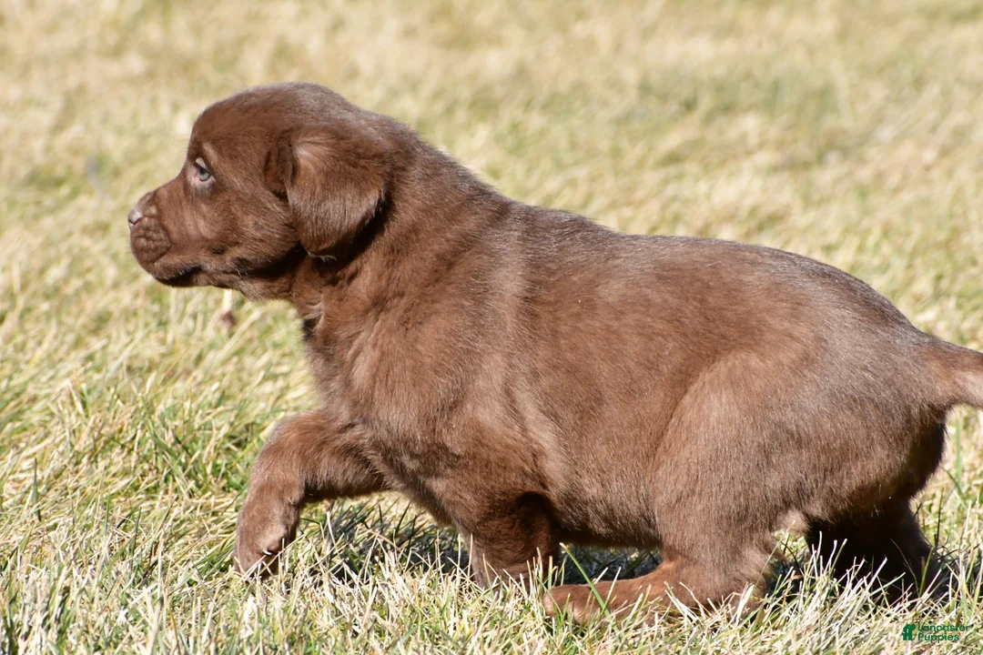 Labrador Retriever dogs for sale: Jodie - Ad 2