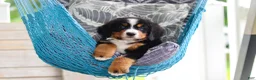 Bernese Mountain Dog dogs for sale: Caleb - Ad 2