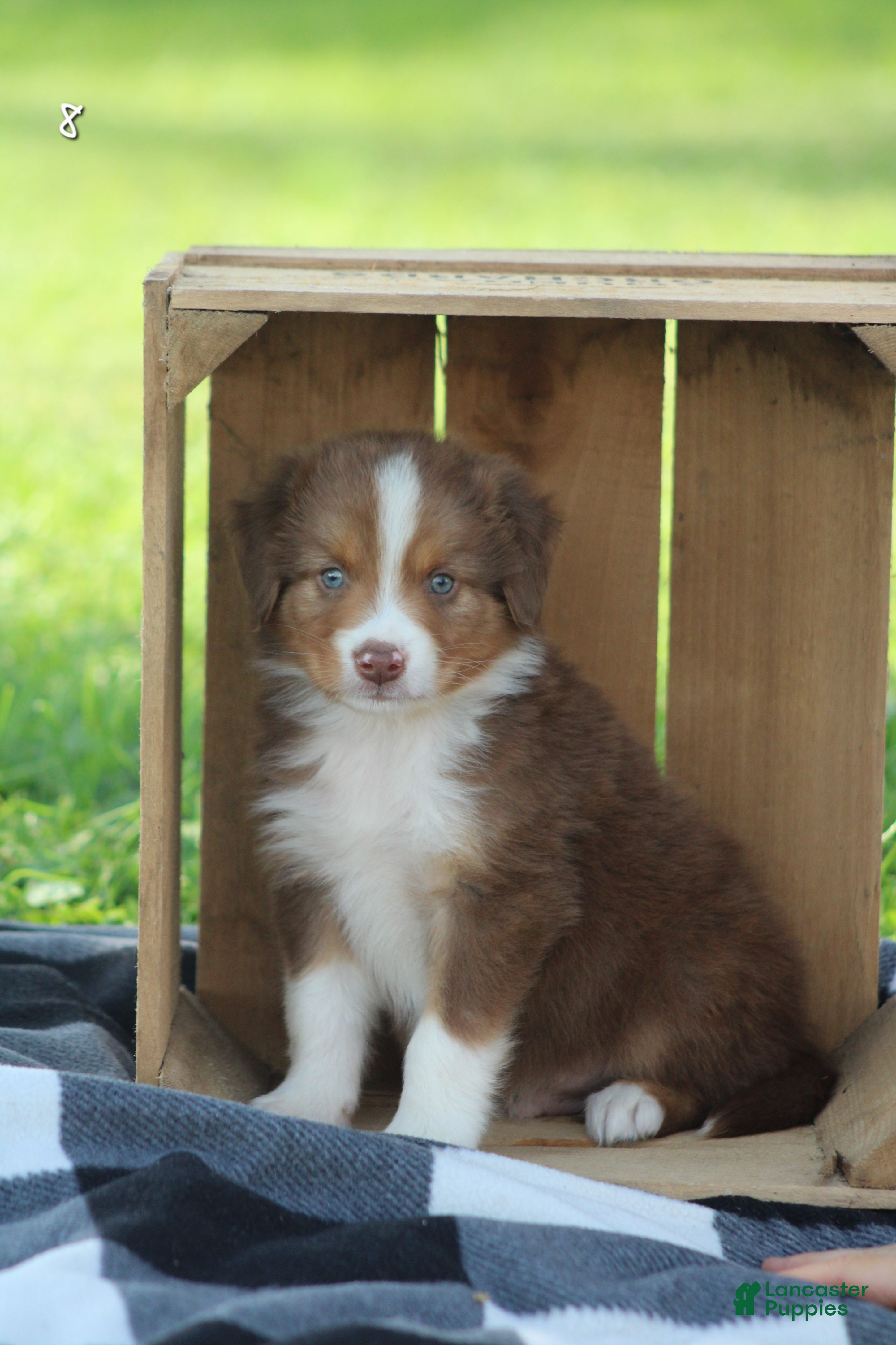 Marv (Australian Shepherd, Male) in Quarryville, PA