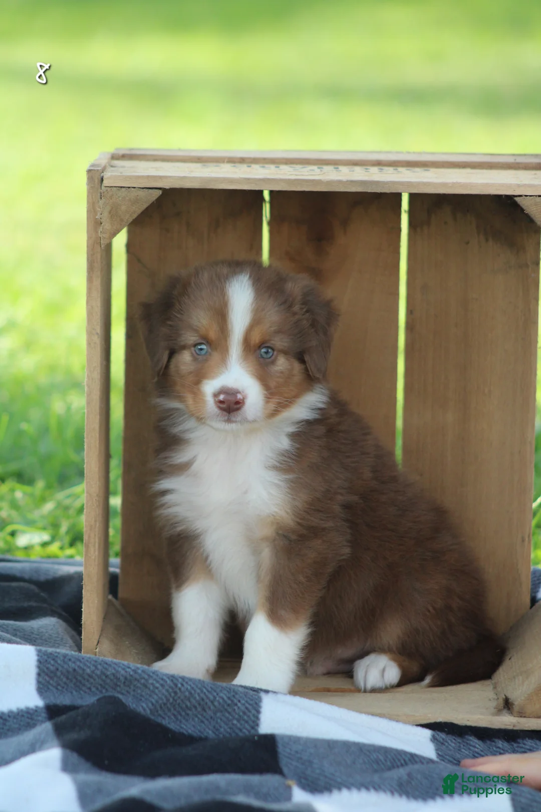 Australian Shepherd dogs for sale: Marv - Ad 1