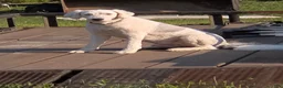 Sheepadoodle dogs for sale: Coco - Ad 5