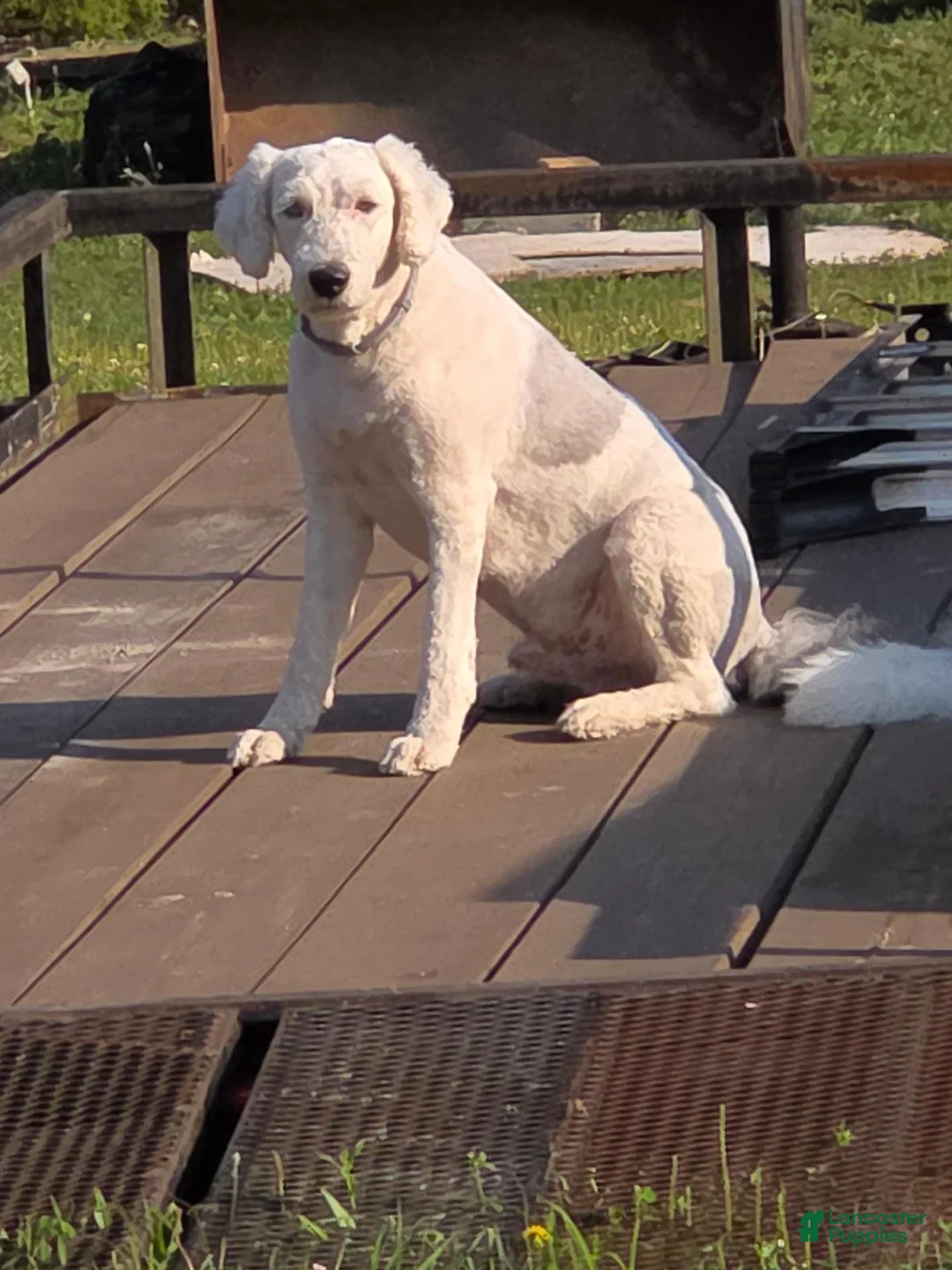 Sheepadoodle dogs for sale: Coco - Ad 5