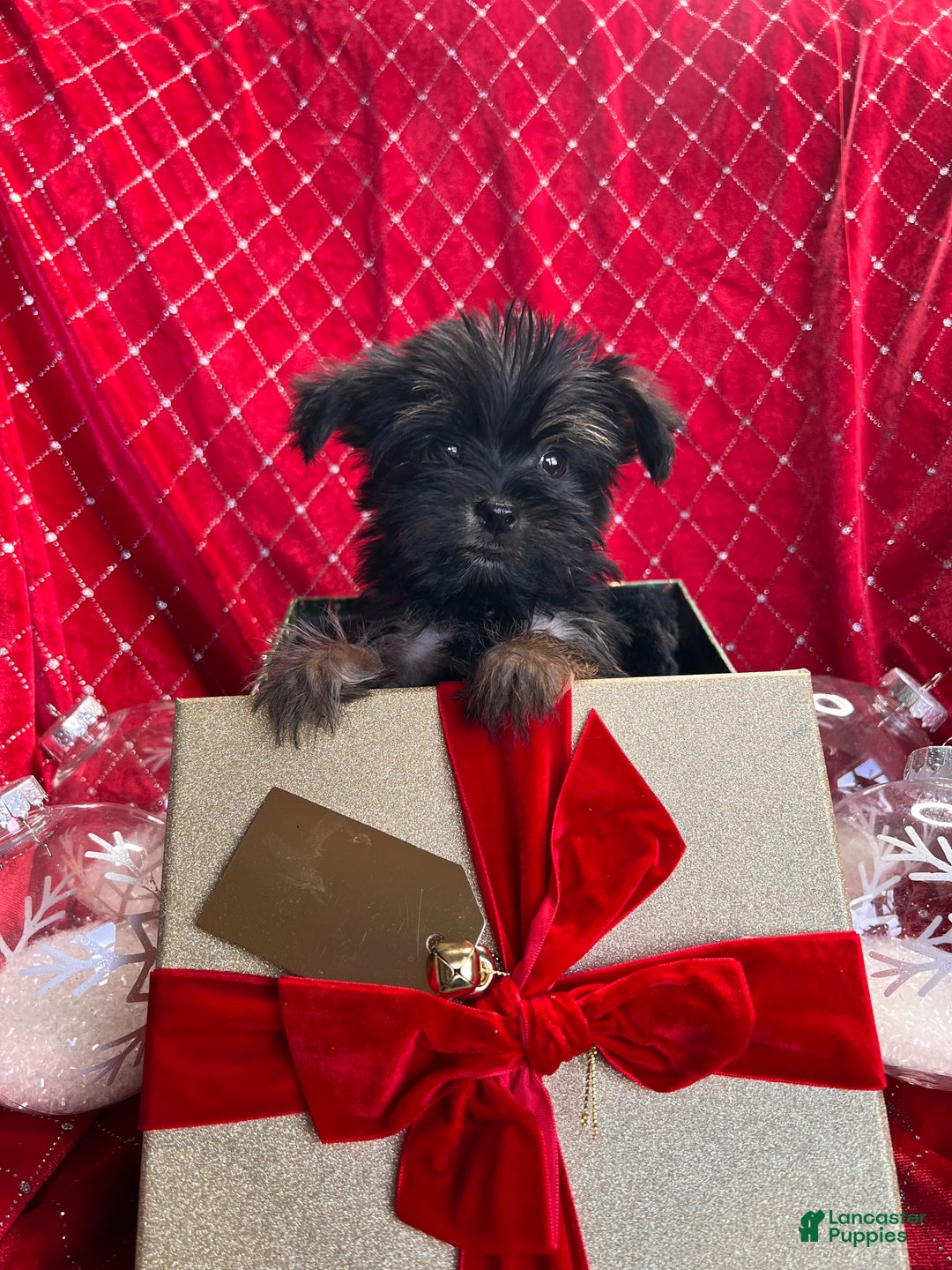 Yorkiepoo dogs for sale: Teacup Yorkie/ YorkiePinPuppy 4 - Ad 2
