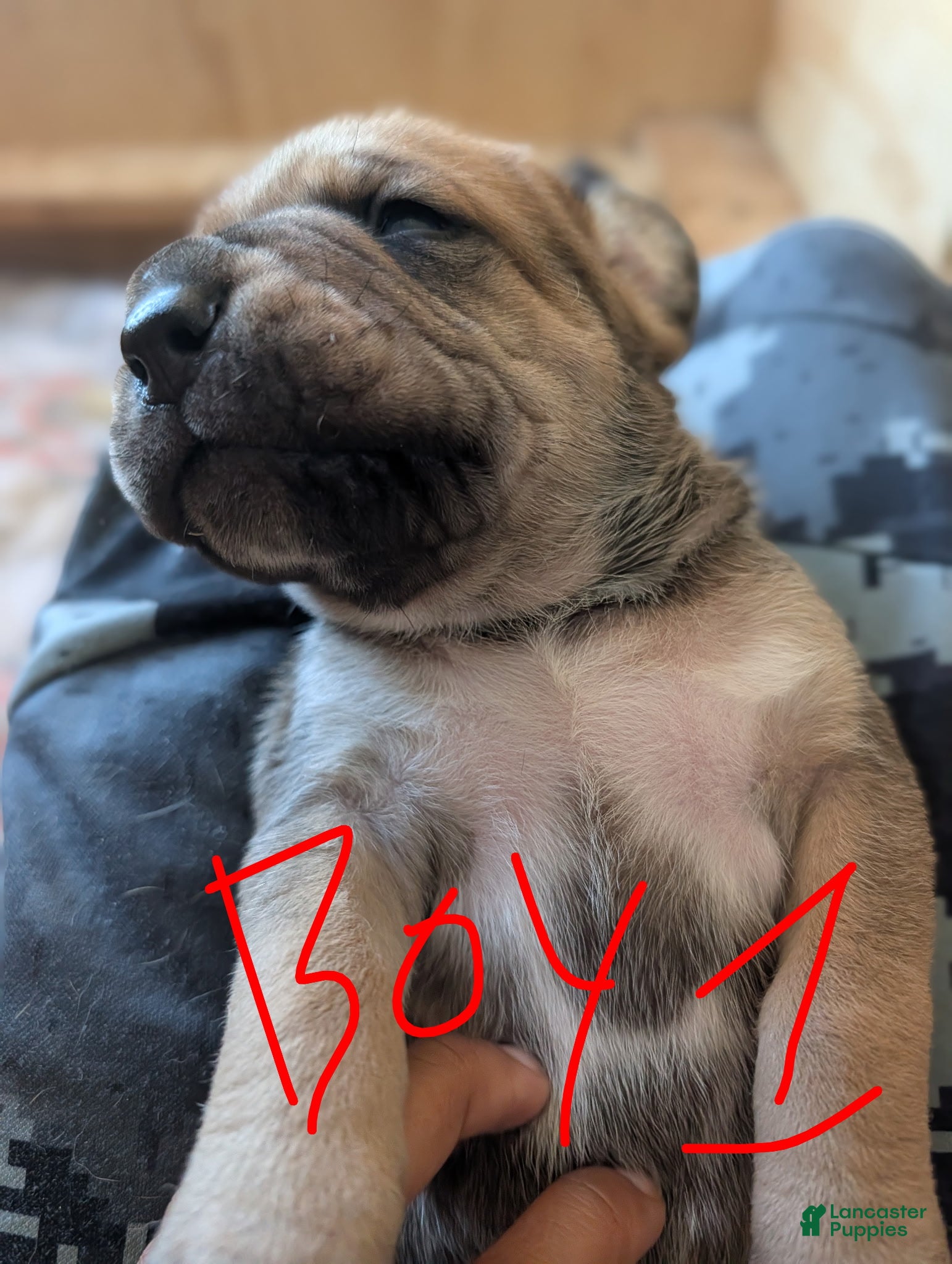 Cane Corso dogs Cane Corso Puppy 1 - Ad 3