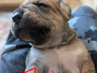 Cane Corso dogs for sale: Cane Corso Puppy 1 - Ad 1