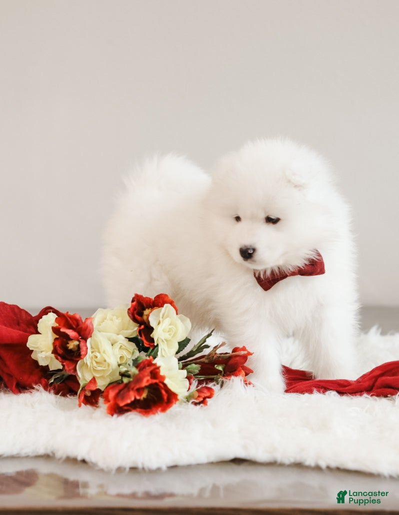 Samoyed dogs Simba - Ad 1