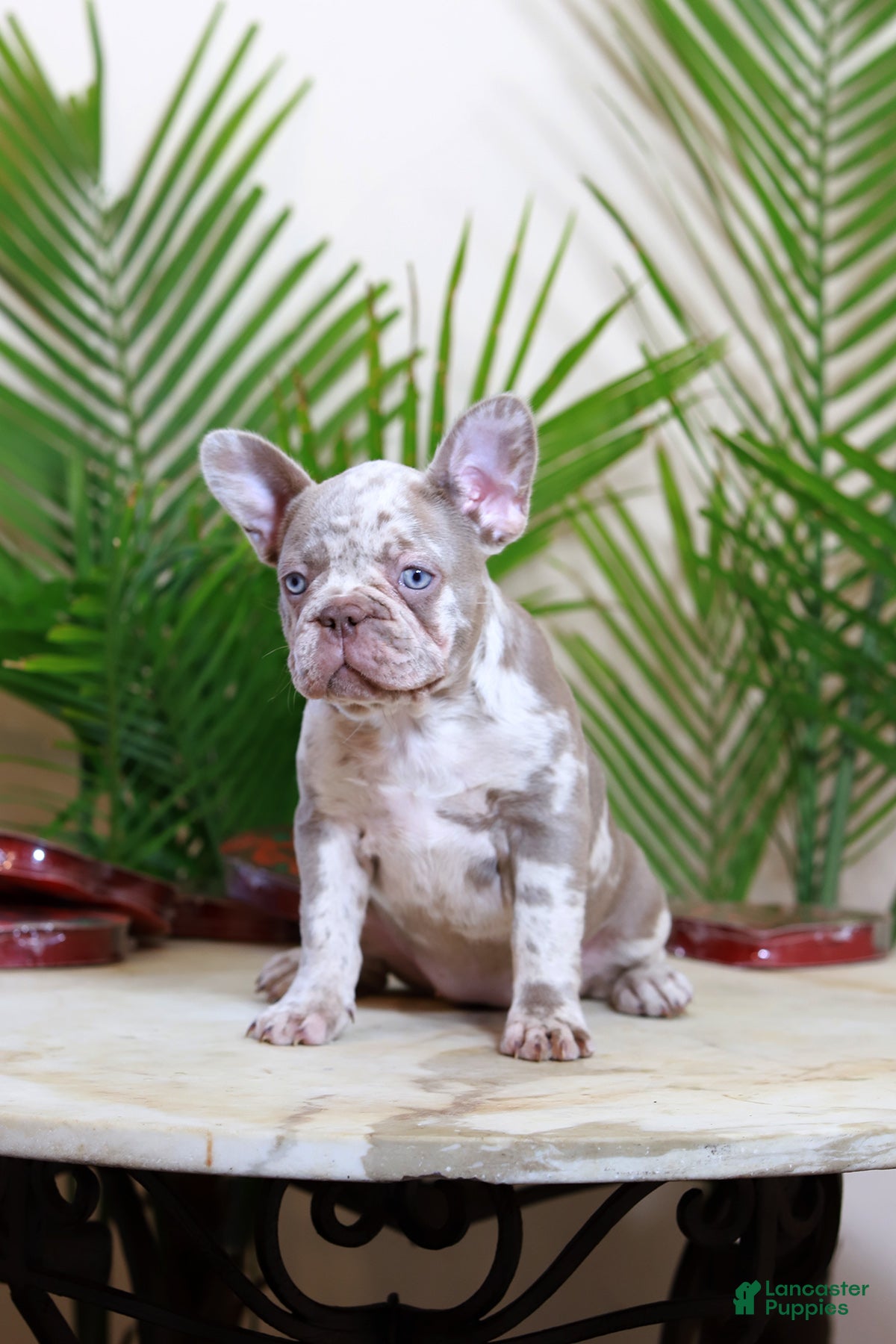French Bulldog dogs Milena  - Ad 10