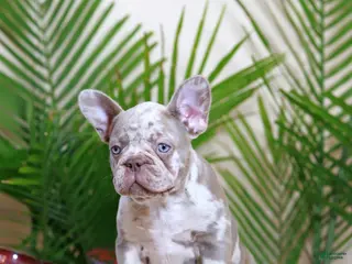 French Bulldog dogs Milena - Ad 10