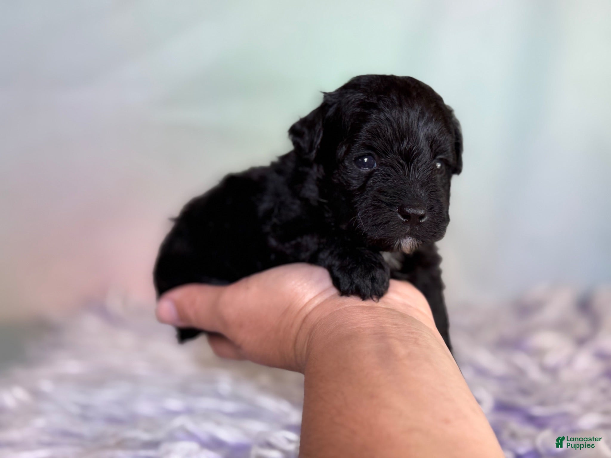 Schnoodle dogs Panther  - Ad 1