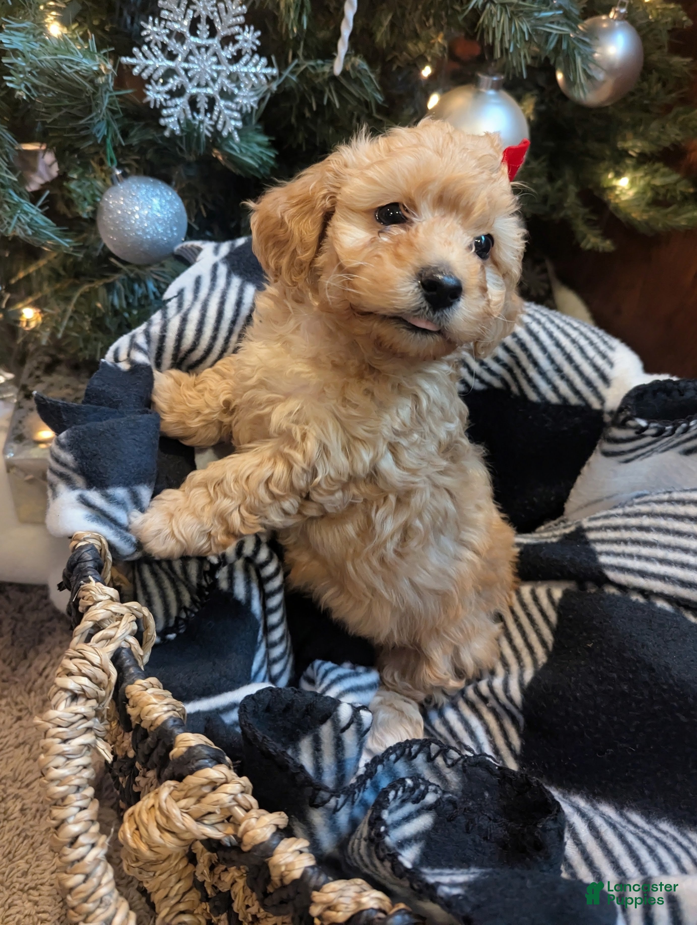 Havapoo dogs Luna  - Ad 30