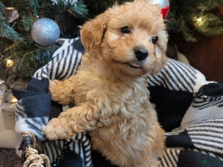 Havapoo dogs Luna - Ad 30