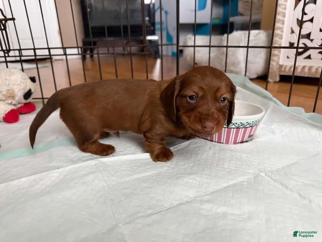 Dachshund dogs for sale: Clifford - Ad 2