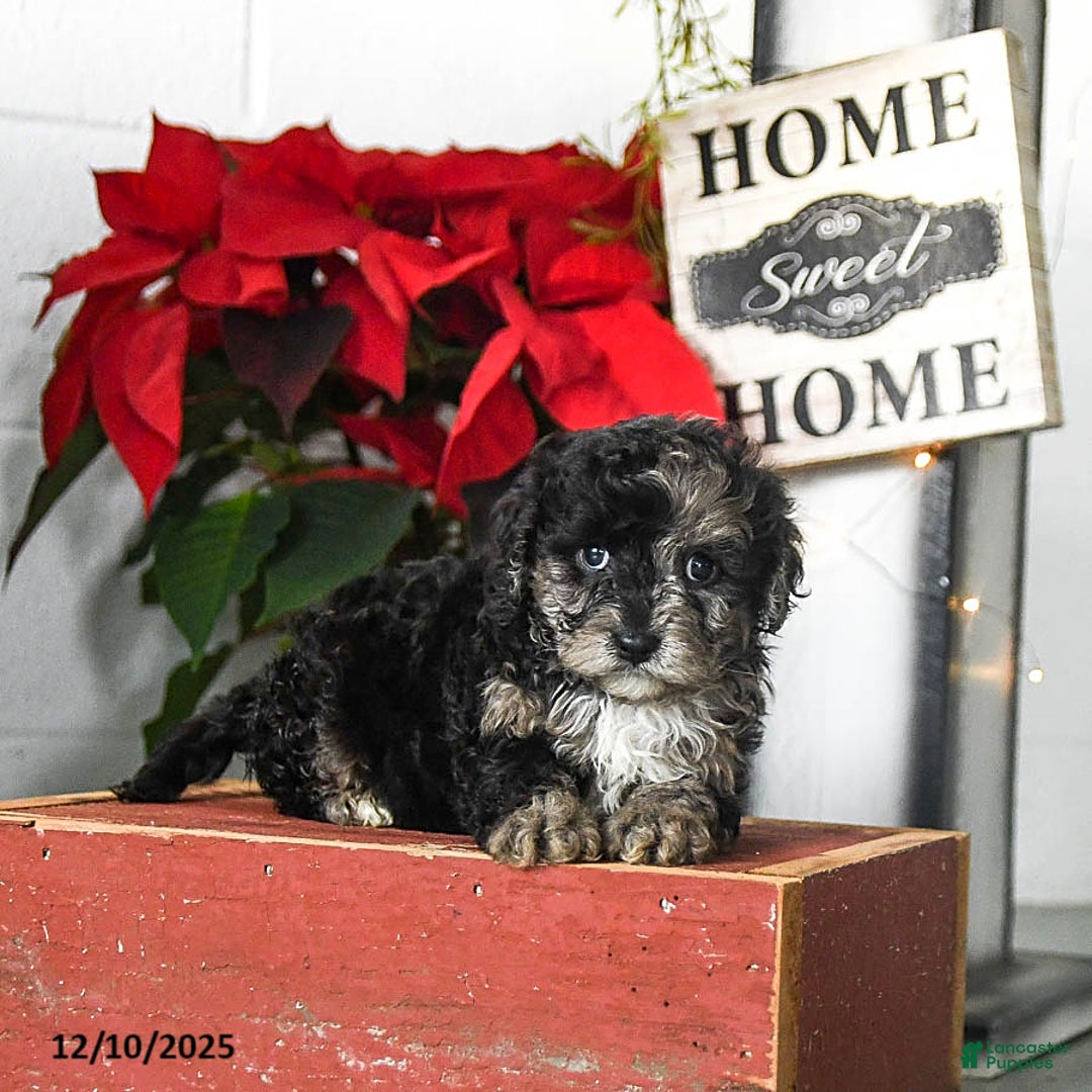 Cavapoo dogs for sale: Flora   - Ad 3