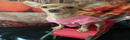 Chihuahua dogs for sale: Chihuahua 1 - Ad 6