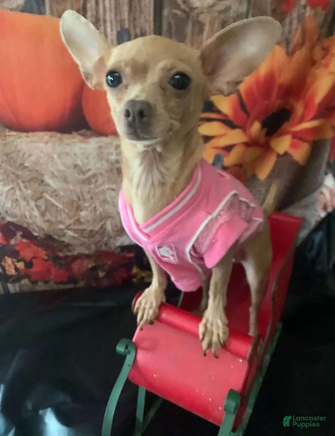Chihuahua dogs for sale: Chihuahua 1 - Ad 6