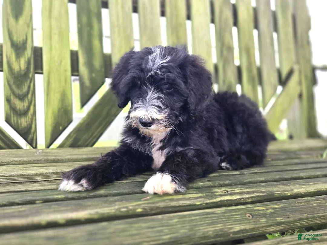 Mini Sheepadoodle dogs for sale: Smiley - Ad 2