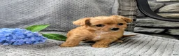Chipoo dogs for sale: Bella - Ad 7