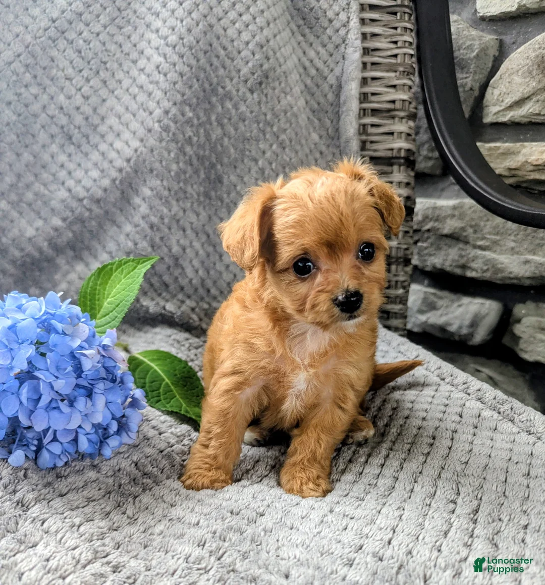 Chipoo dogs for sale: Bella - Ad 7