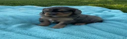Mini Bernedoodle dogs for sale: Cody - Ad 8