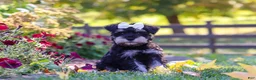 Miniature Schnauzer dogs for sale: Callie - Ad 7