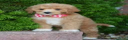 Cavapoo dogs for sale: Callie - Ad 11