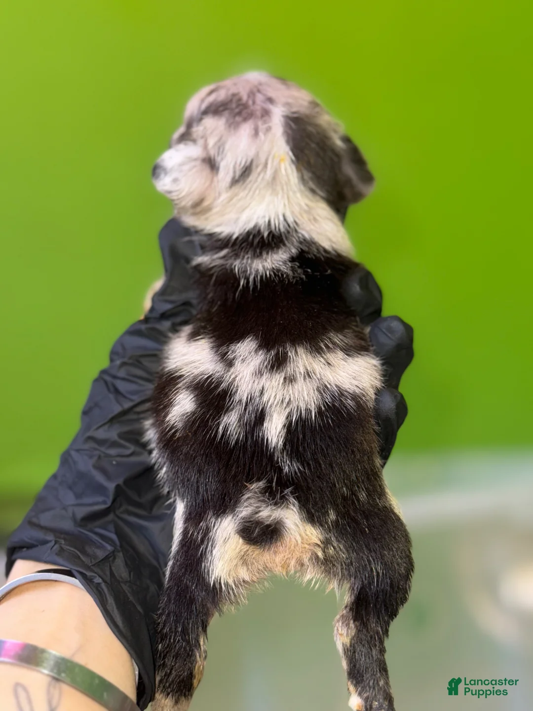 French Bulldog dogs for sale: French Bulldog Puppy 3 - Ad 2