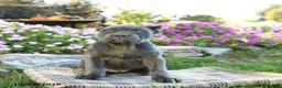 Cane Corso dogs for sale: Tahira - Ad 4