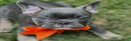 French Bulldog dogs for sale: Nova - Ad 1