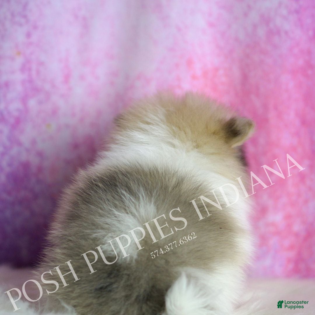 Pomeranian dogs for sale: Tarzan - Ad 6