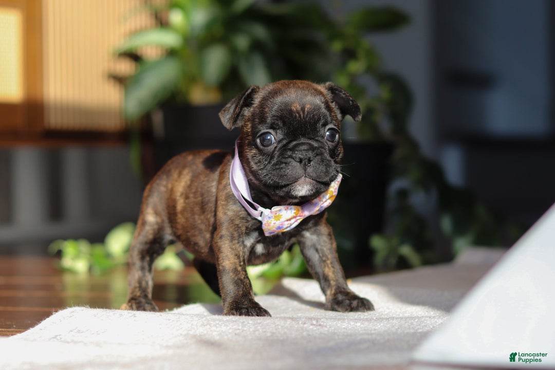 French Bulldog dogs for sale: Shiloh - Ad 2