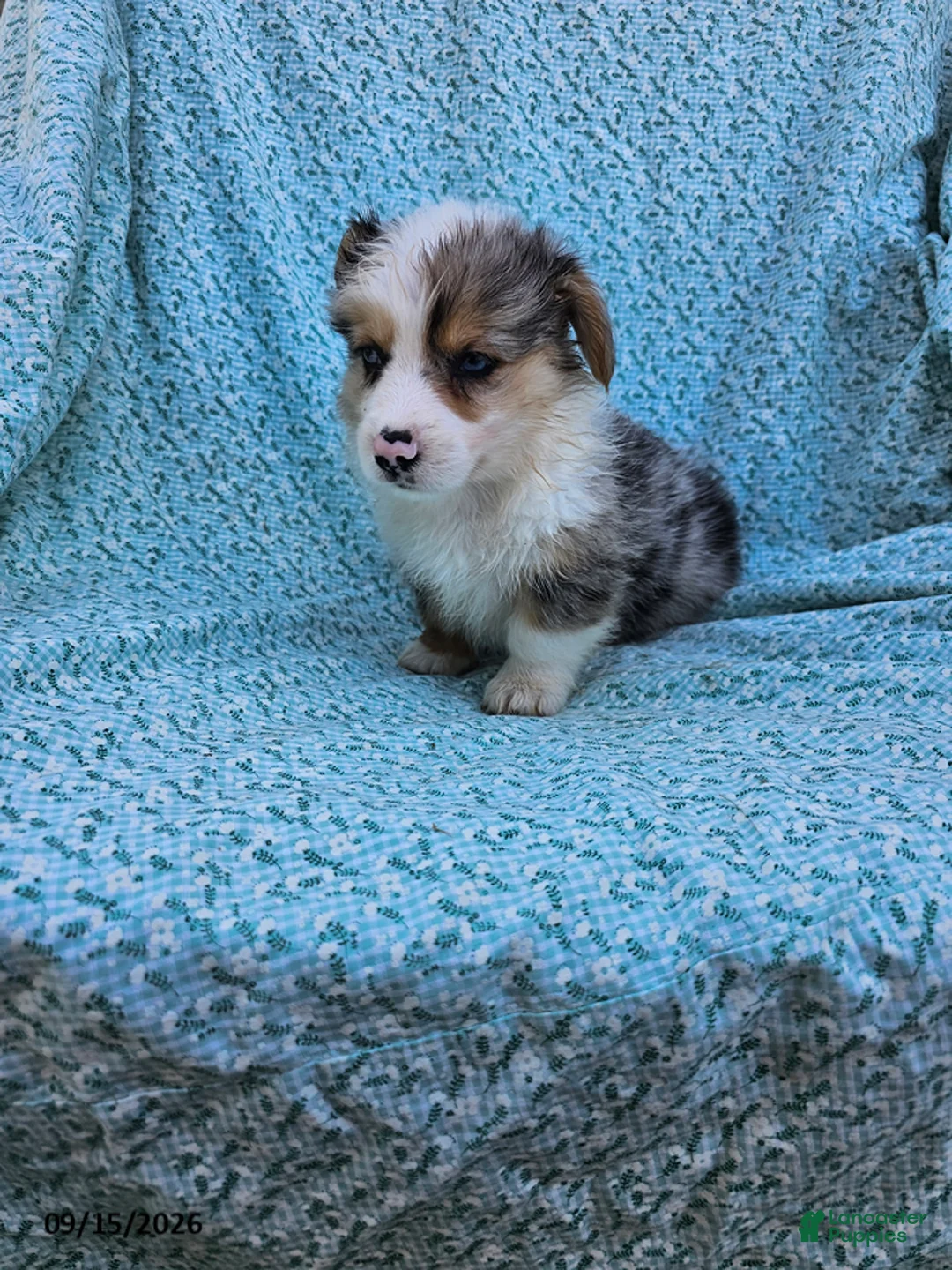 Welsh Corgi Pembroke dogs for sale: Steven - Ad 3