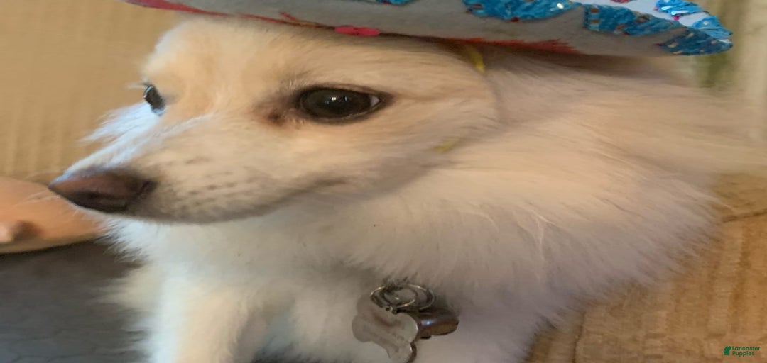 Gallery Image {{count}}