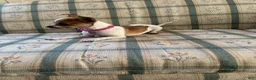 Chihuahua dogs for sale: ♡ Bobbi Girl ♡  - Ad 7