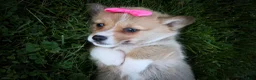 Welsh Corgi Pembroke dogs for sale: Shelby🎀 - Ad 6