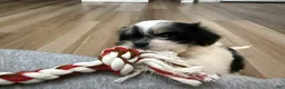 Shih Tzu dogs for sale: Shih Tzu Puppy 1 - Ad 5