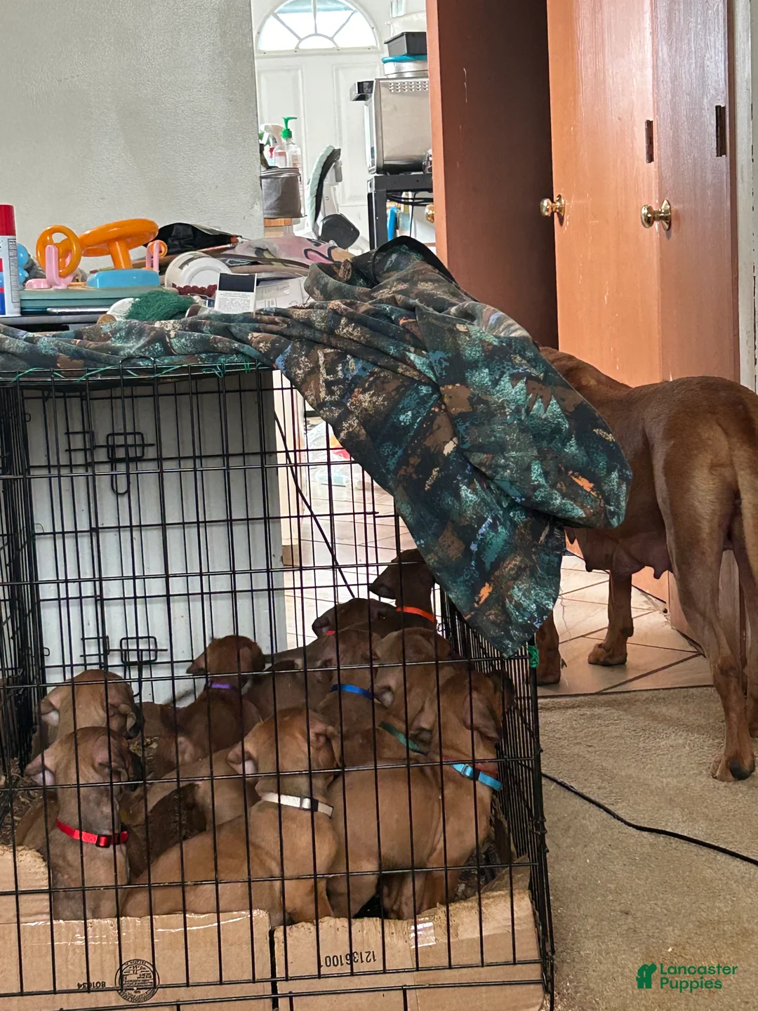 Rhodesian Ridgeback dogs for sale: Rhodesian Ridgeback Puppy 1 sky blue collar - Ad 27