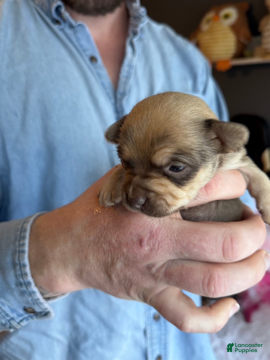 Chihuahua dogs for sale: Brandy  - Ad 10