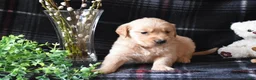 Golden Retriever dogs for sale: Lara - Ad 2