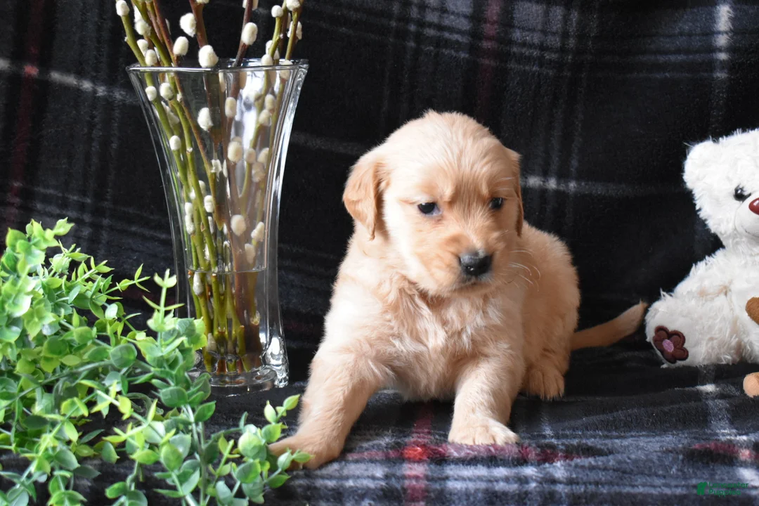 Golden Retriever dogs for sale: Lara - Ad 2