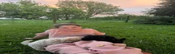 Havapoo dogs for sale: Havapoo Puppy 4 - Ad 2