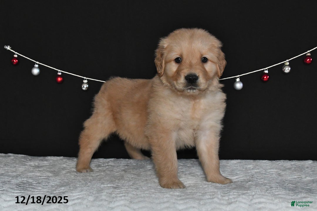 Golden Retriever dogs for sale: Asher - Ad 2