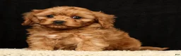 Cavapoo dogs for sale: Teresa - Ad 2