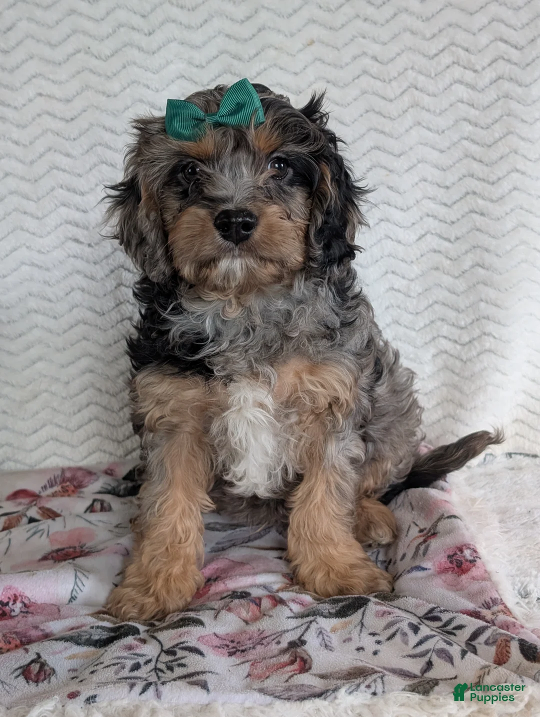 Cavapoo dogs for sale: Bluey - Ad 14