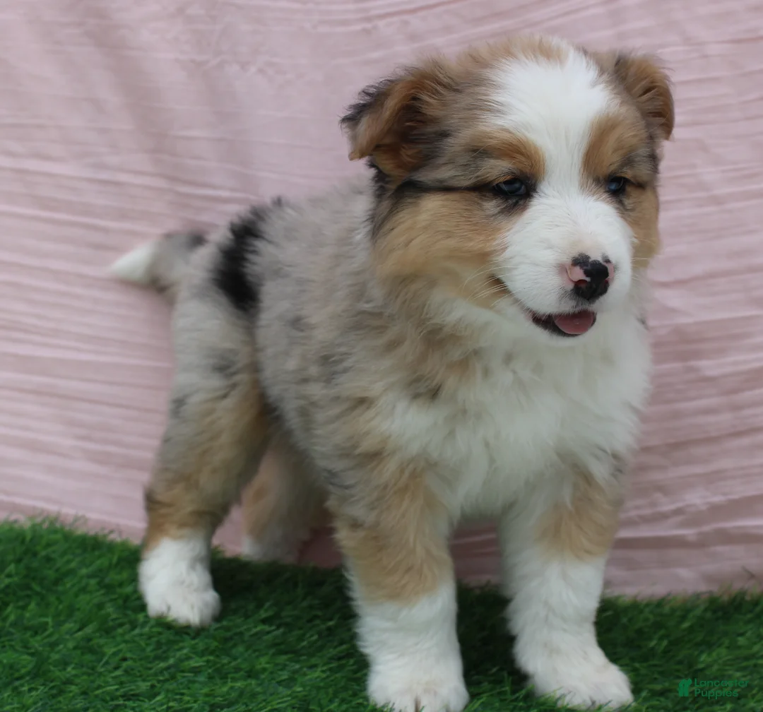 Australian Shepherd dogs for sale: Emma - Ad 2