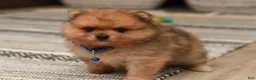 Pomeranian dogs for sale: Quinn - Ad 4