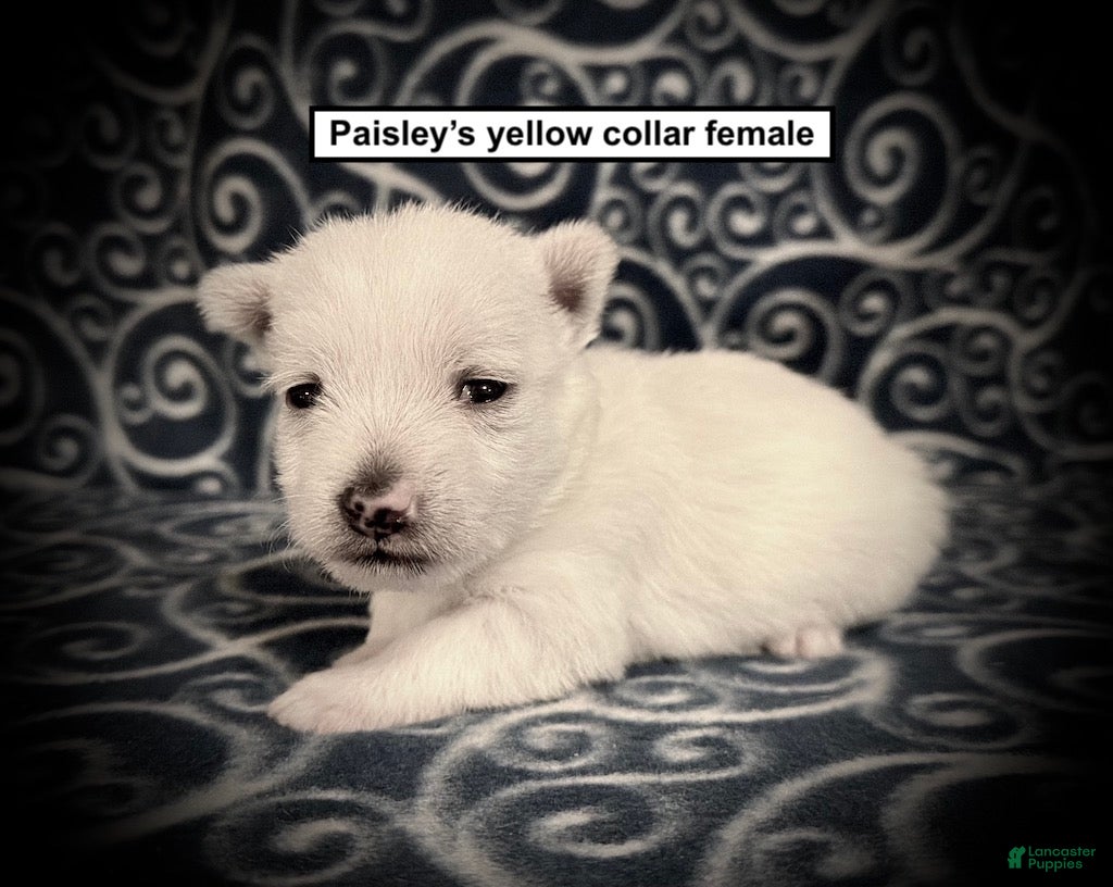 West Highland Terrier dogs AKC Paisley's Yellow Collar Female - Ad 13